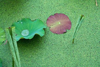 主题公园管理游戏《狂想乐园》实机视频